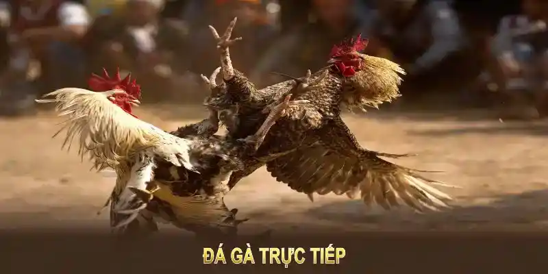 Kèo trực tiếp (Live betting)