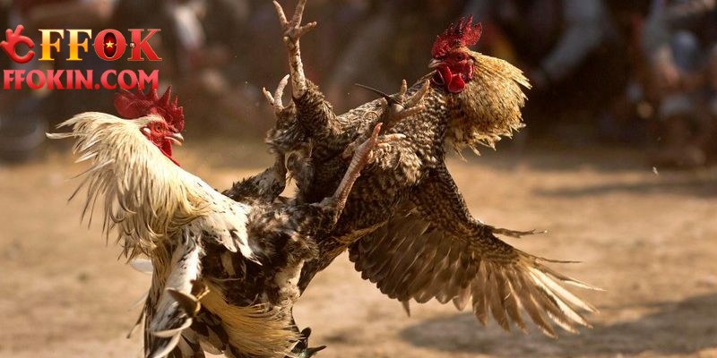 Tổng quan về đá gà Thomo tại FFOK