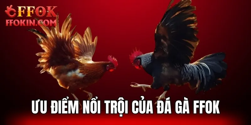 Ưu điểm nổi trội sân chơi chọi kê tại nền tảng